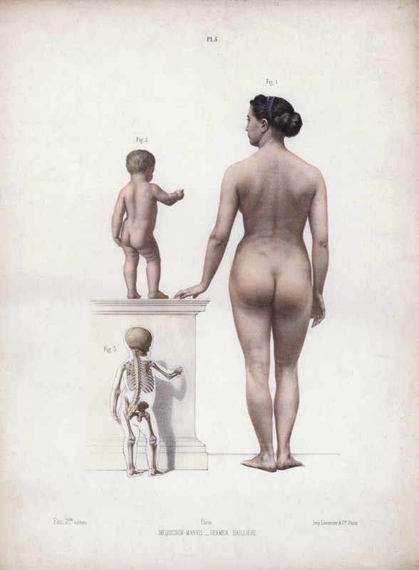 Ilustração para A anatomia das formas externas do homem: Mulher e criança de pé, vista de trás (litografia a cores) de European School
