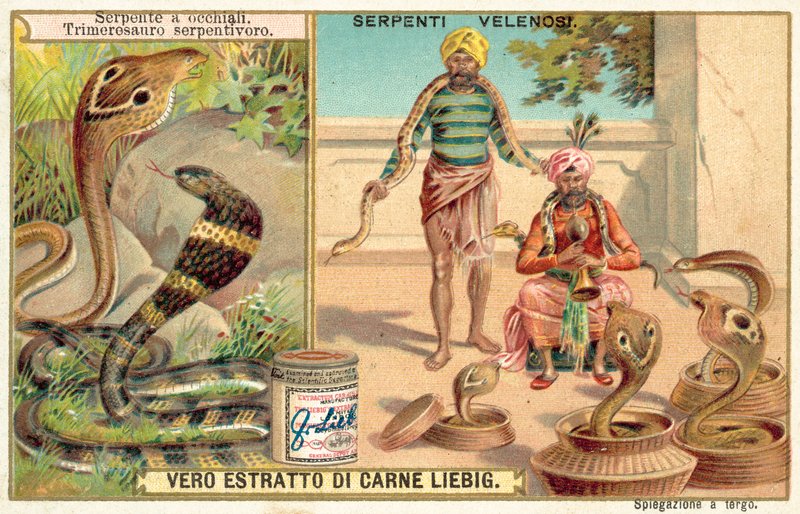 cobra indiana e víbora do fosso (chromolitho) de European School