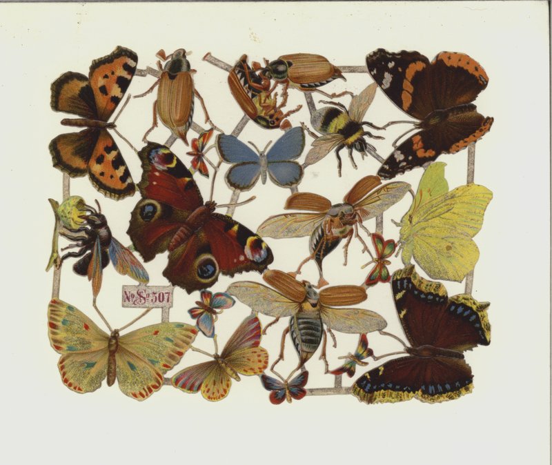 Insectos (chromolitho) de European School