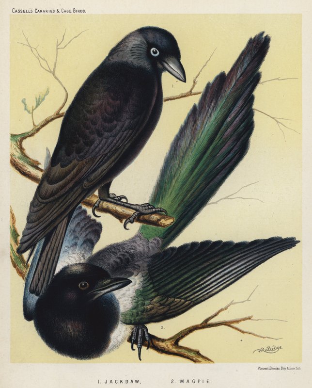 Jackdaw, Magpie (cor litho) de European School