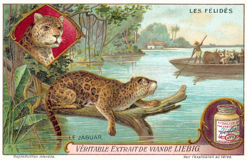 Jaguar (chromolitho) de European School