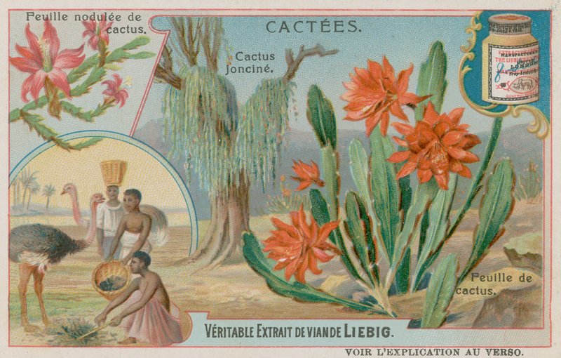 Cacto de Joncine de European School