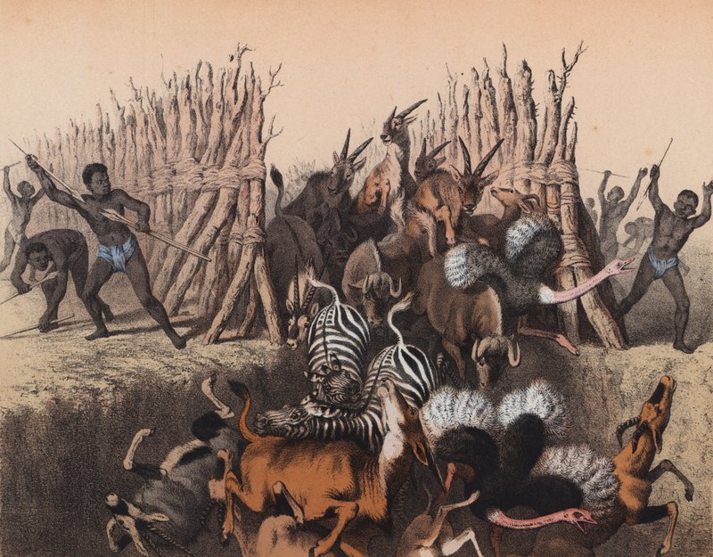 Kaffirs a conduzir animais para um fosso (litografia a cores) de European School
