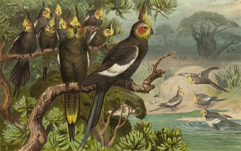 Keilschwanz-Kakadu, Corella de European School