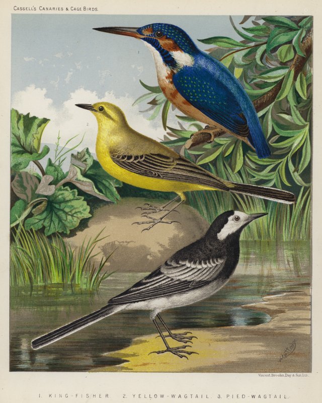 Pescador-rei, alvéola-amarela, alvéola-preta (litografia a cores) de European School