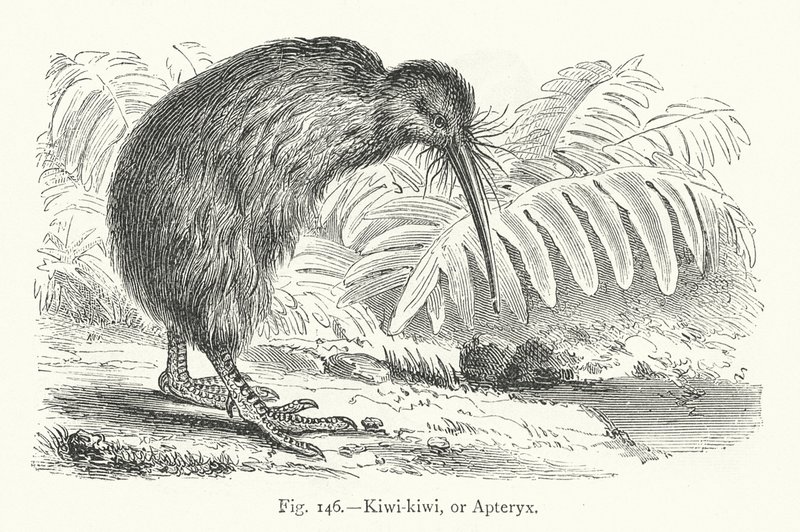 Kiwi-kiwi, ou Apteryx (gravura) de European School