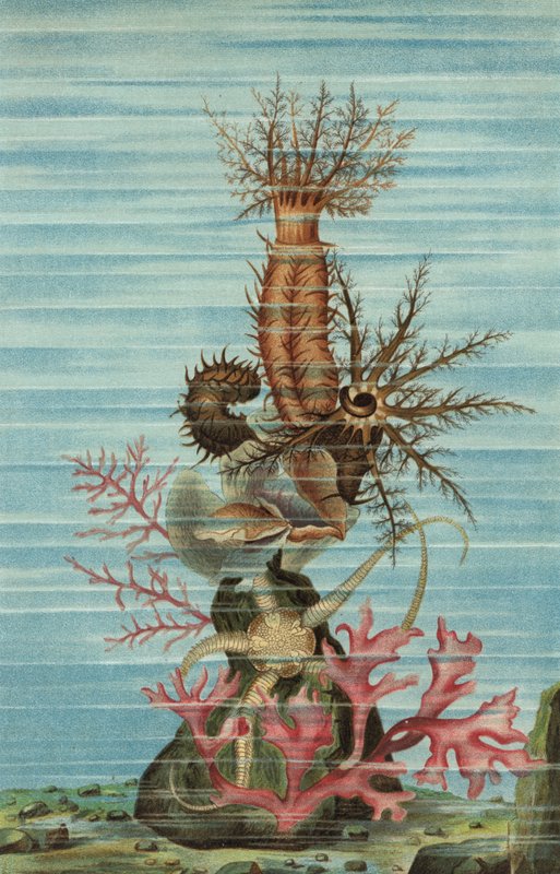 holothuria bardana de European School