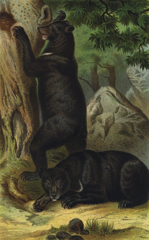 urso preto asiático de European School