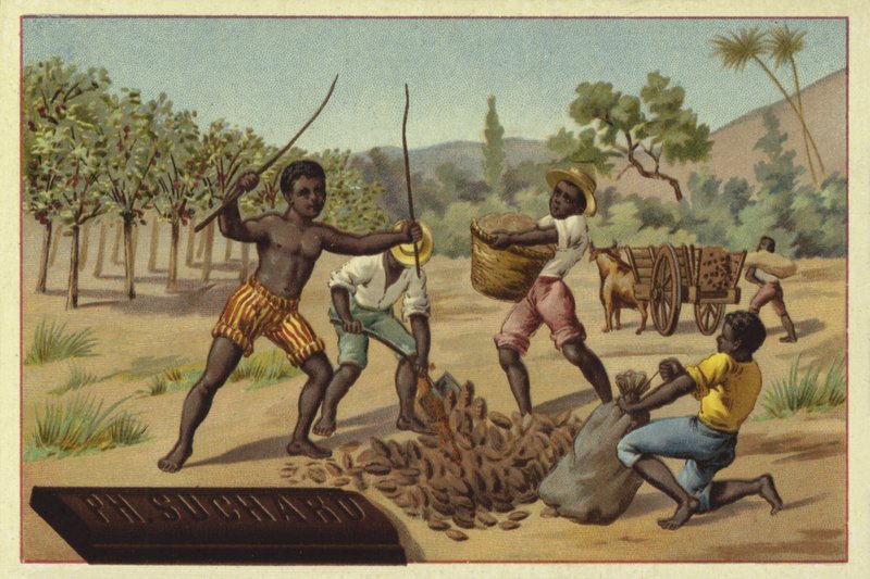 Carregando vagens de cacau em sacos, África de European School