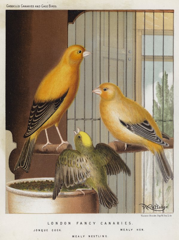 London Fancy Canaries, Jonque Cock, Mealy Hen, Mealy Nestling (cor litho) de European School