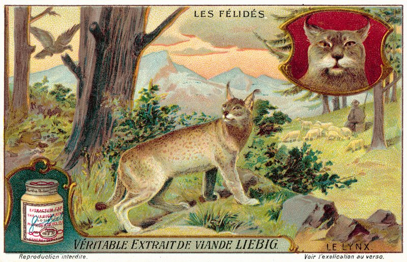Lince (cromolitho) de European School
