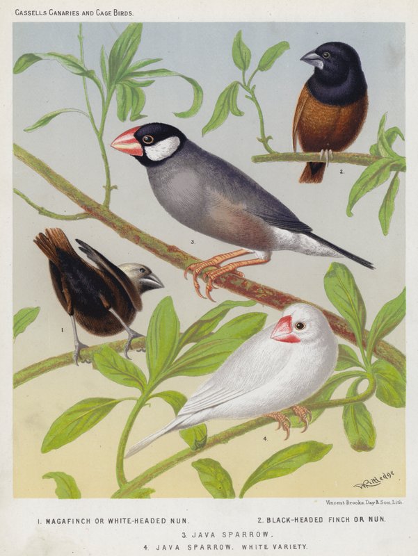 Pintassilgo ou Freira de cabeça branca, Pintassilgo ou Freira de cabeça preta, Pardal de Java, Variedade branca (litografia a cores) de European School