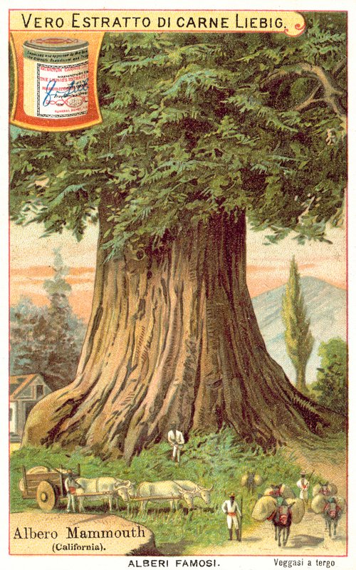Mammoth Tree, Califórnia (chromolitho) de European School