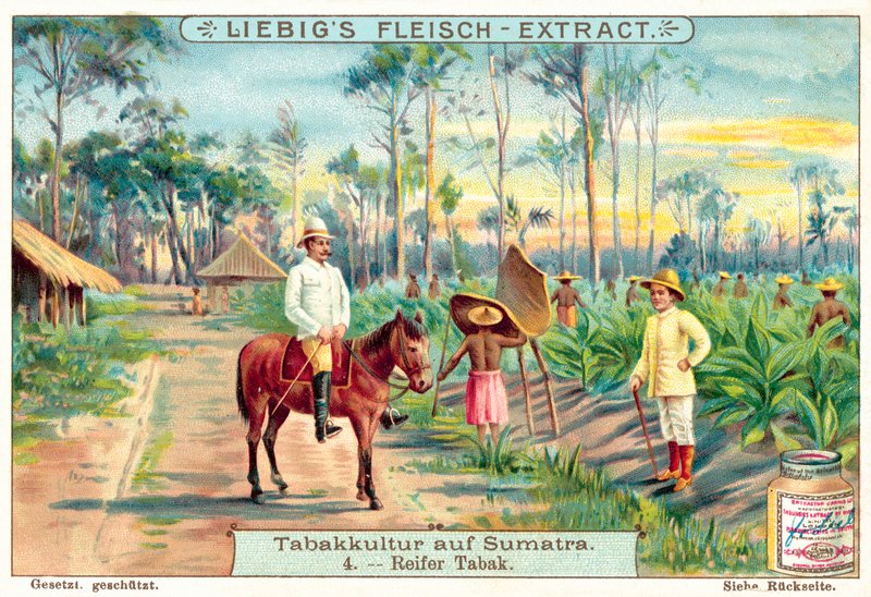 Plantas de tabaco maduras (chromolitho) de European School