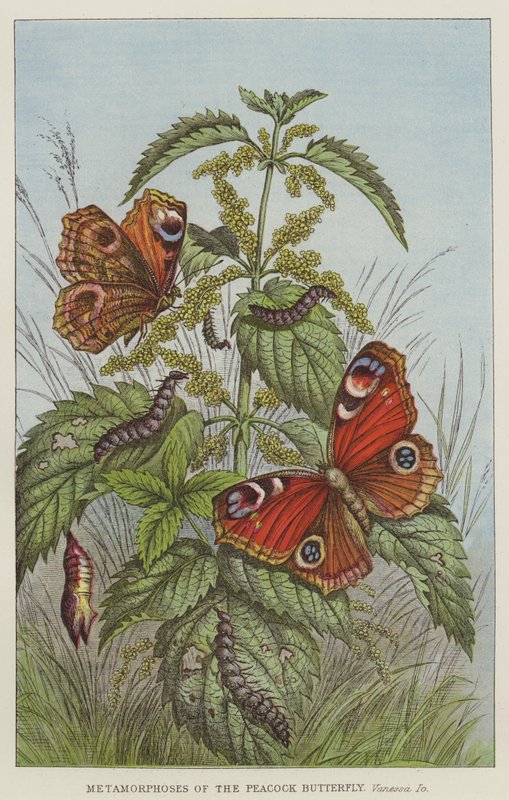 Metamorfoses da Borboleta do Pavão, Vanessa Io (gravura) de European School