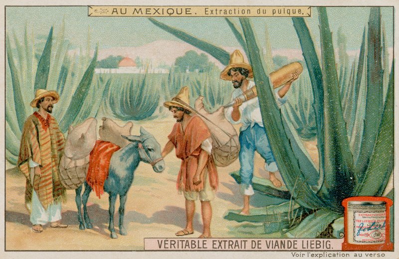 Pulque de extração mexicano de um cacto de European School