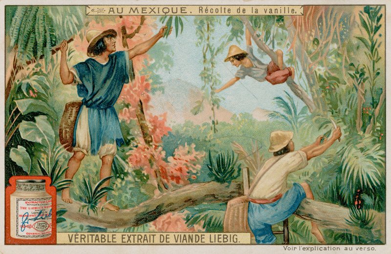 Mexicanos, colher, baunilha, vagens de European School