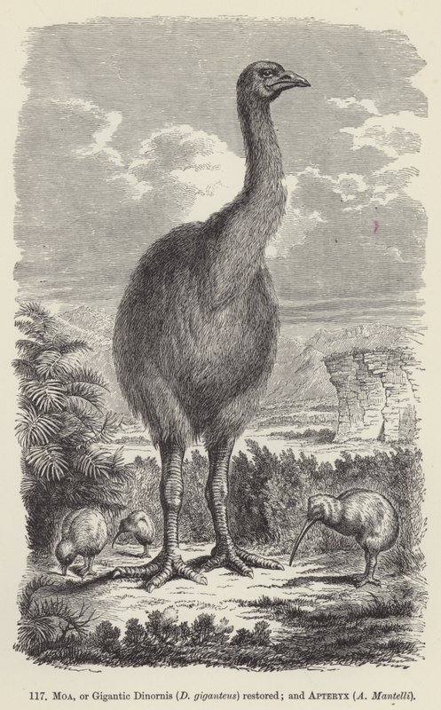 Moa, ou Gigantic Dinornis (D giganteus) restaurado; e Apteryx, A Mantelli (gravura) de European School