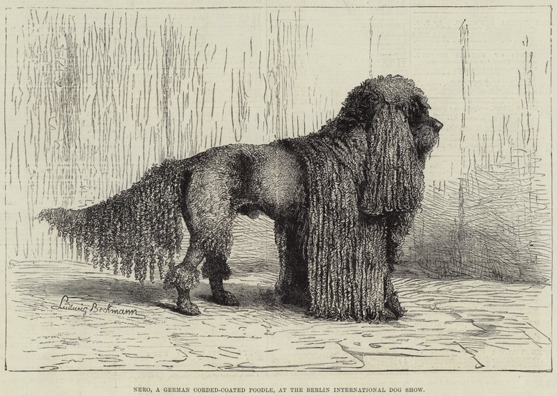 Nero, um Caniche Alemão Revestido a Cordas, na Exposição Canina Internacional de Berlim (gravura) de European School