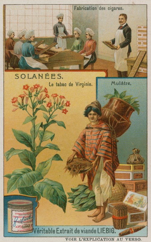 Nicotiana ou tabaco de European School
