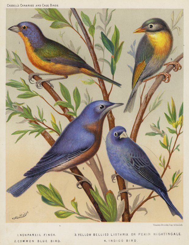 Pintassilgo, Liothrix de barriga amarela ou Rouxinol de Pekin, Pássaro azul comum, Pássaro índigo (litografia a cores) de European School