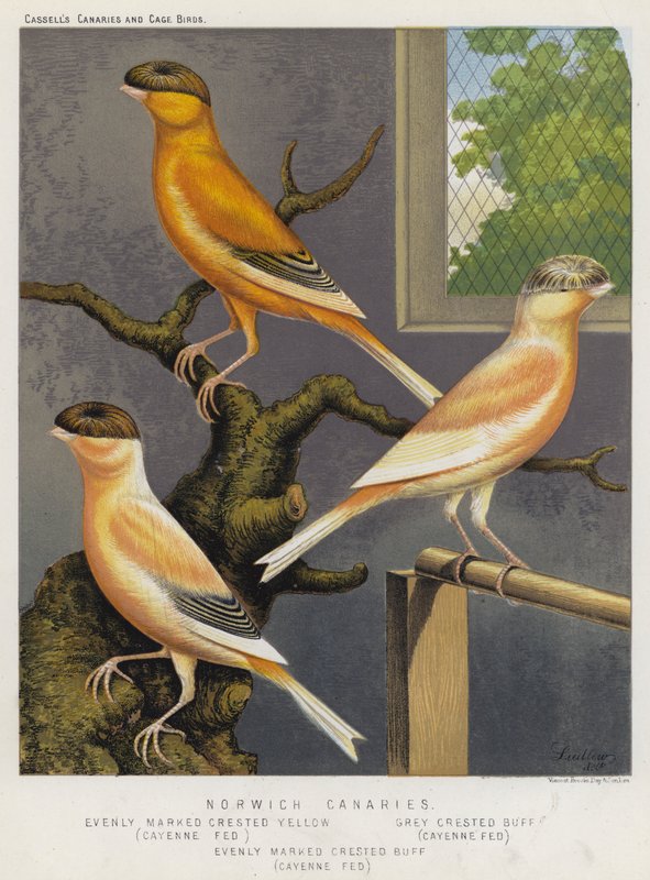 Norwich Canaries, Evenly Marked Crested Yellow, Cayenne Fed, Grey Crested Buff, Cayenne Fed, Evenly Marked Crested Buff, Cayenne Fed (cor litho) de European School