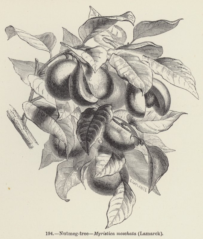 Noz-moscada, Myristica moschata, Lamarck (gravura) de European School