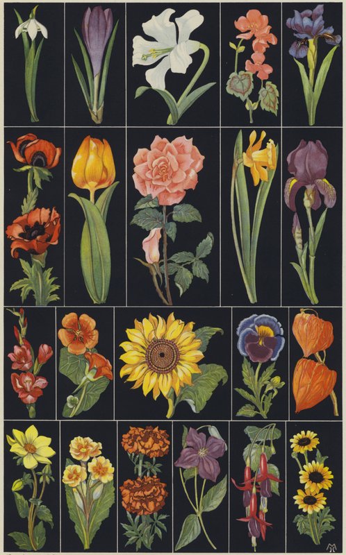 Página do livro de imagens para crianças, Flores (litografia a cores) de European School