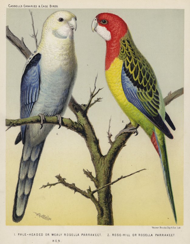 Periquito de cabeça pálida ou periquito de Rosella Mealy, Rose-Hill ou periquito de Rosella, galinha (litografia a cores) de European School