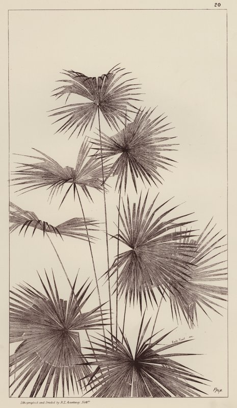 Palmeira (litografia) de European School