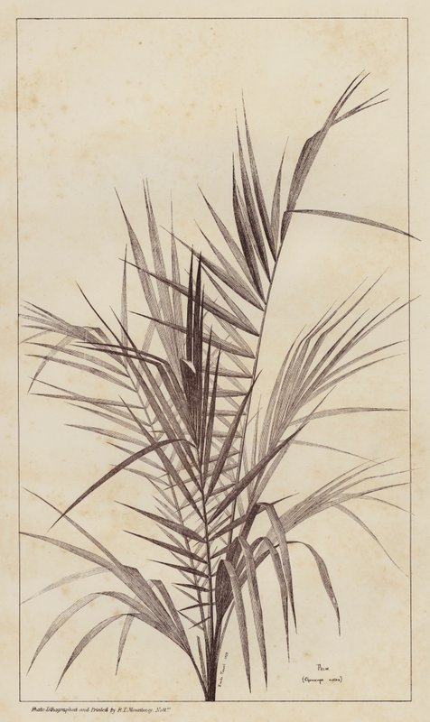 Palmeira, Chamaerops Exelsa (litho) de European School