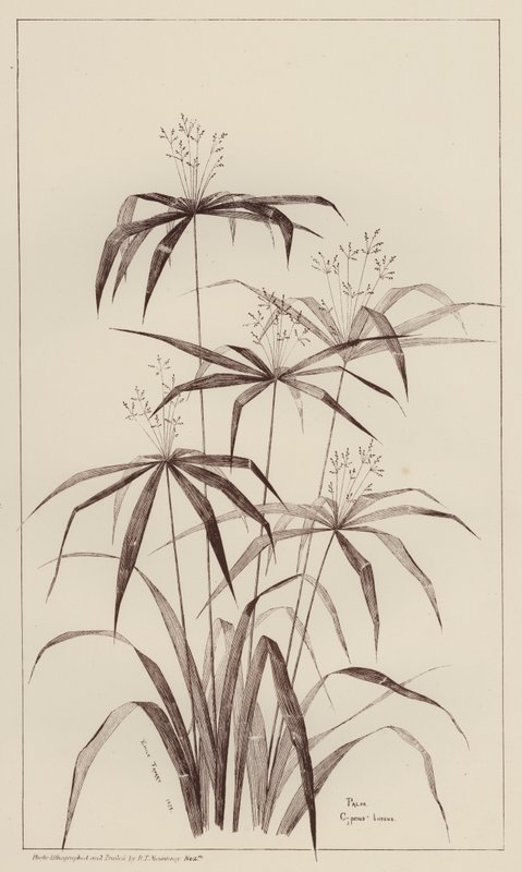 Palmeira Cyperus Luscus (litho) de European School