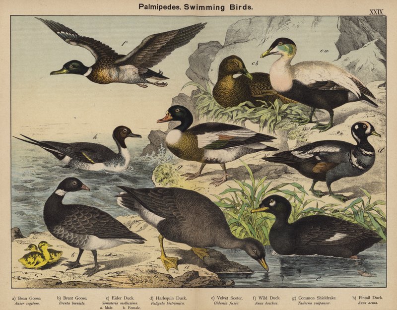 Palmípedes, aves nadadoras (litografia a cores) de European School