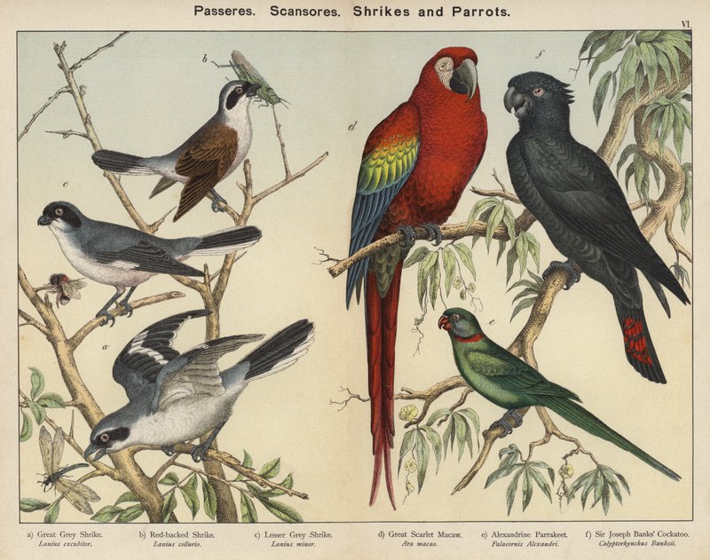 Passeres, Scansores, Picanços e Papagaios (litografia a cores) de European School
