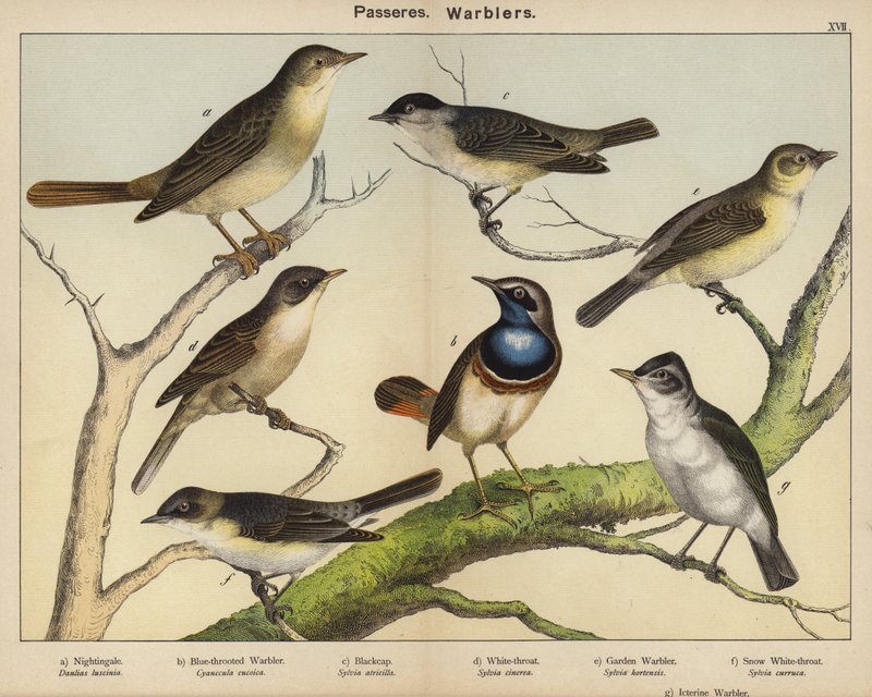 Passageiros, Warblers de European School