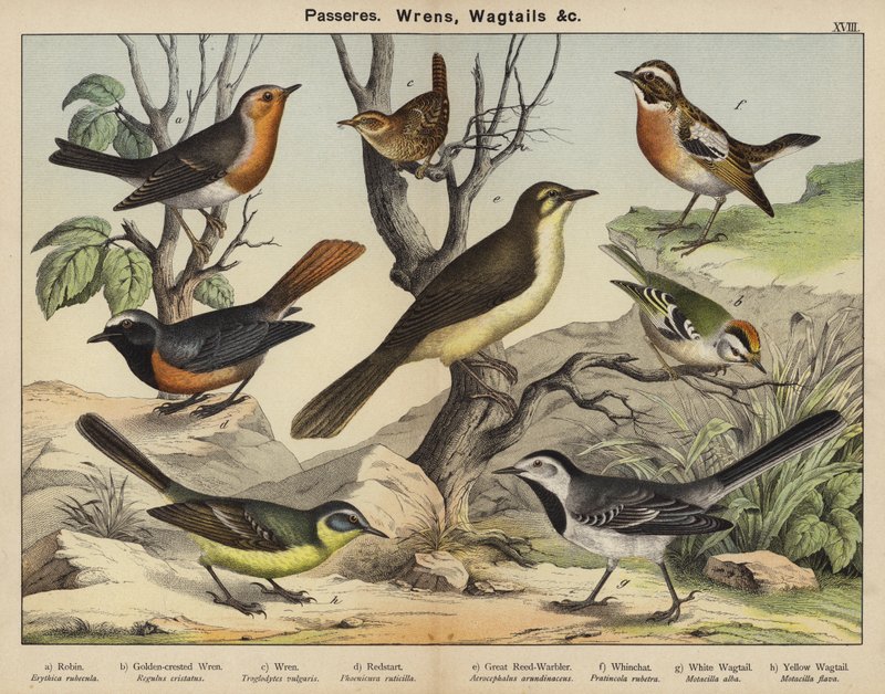 Passeres, Wrens, Wagtails de European School