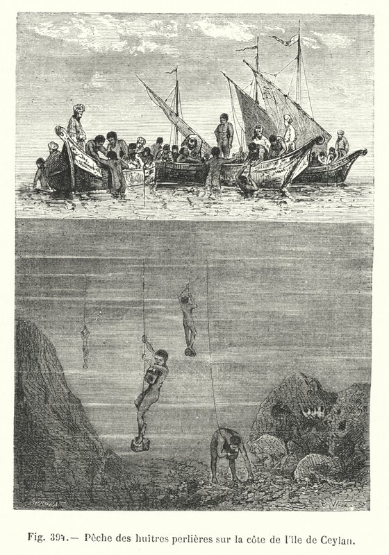 Pesca da ostra pérola na costa do Ceilão (gravura) de European School