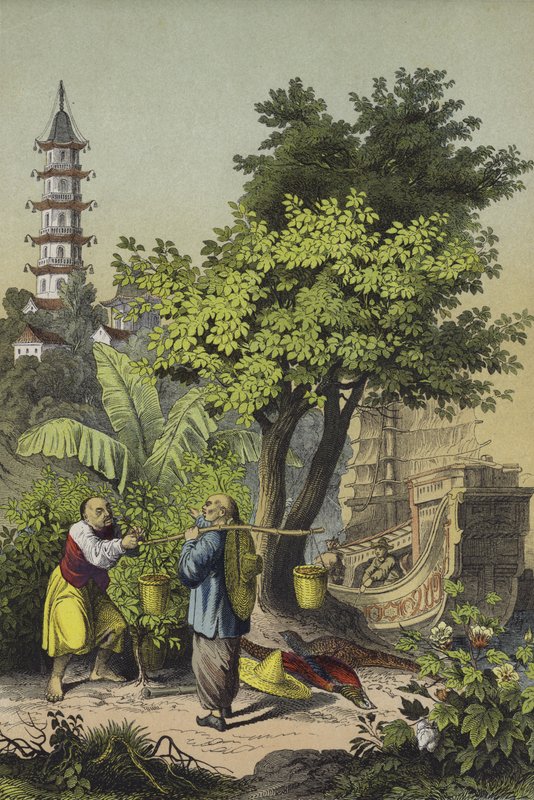 Pessoas e plantas da China (cor litho) de European School