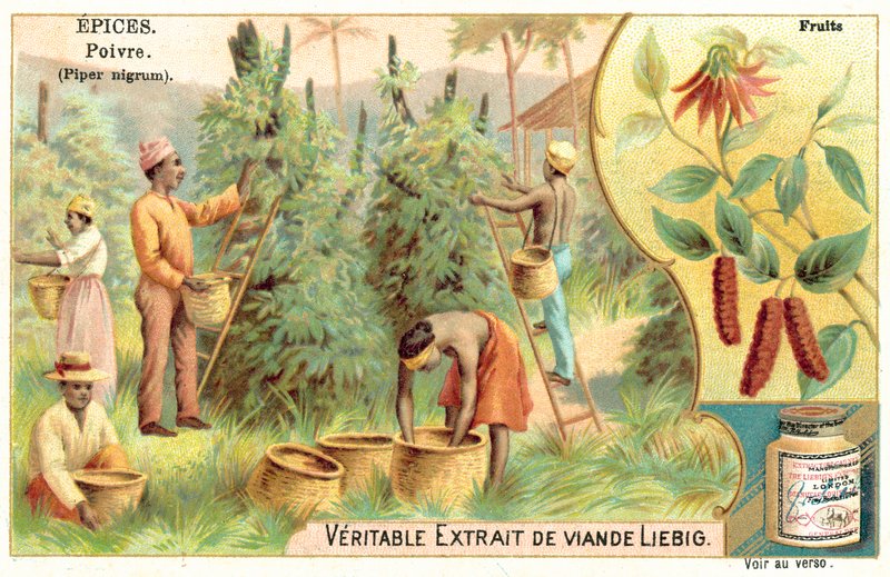 Pimenta (chromolitho) de European School