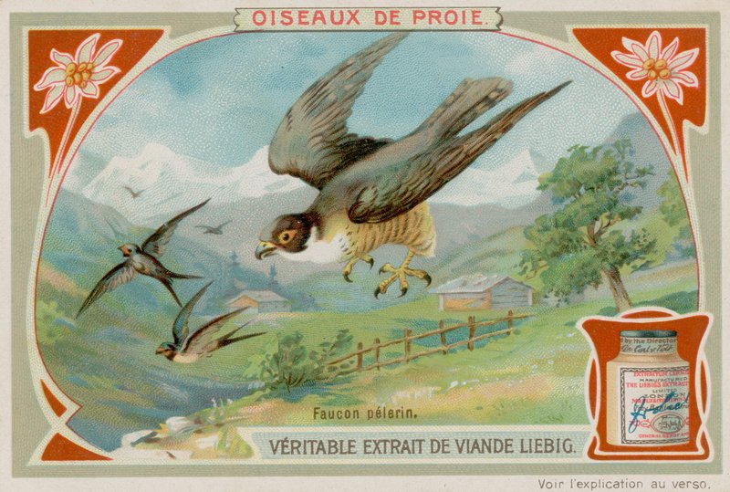 Falcão peregrino de European School
