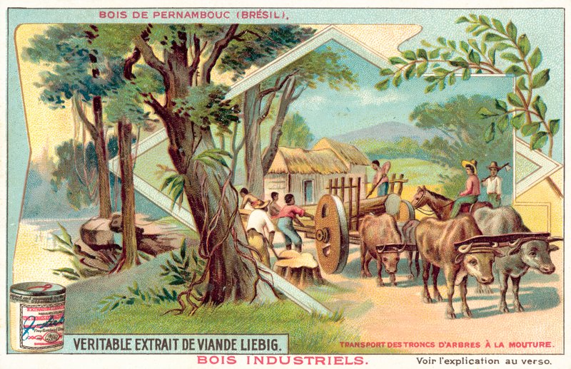 Árvore pernambucana (chromolitho) de European School