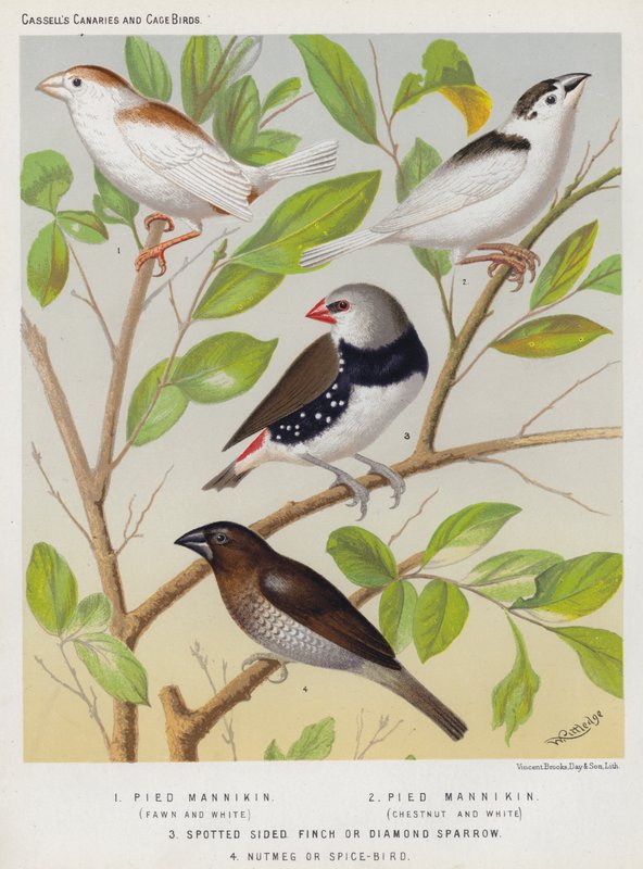 Mannikin pied, fulvo e branco, castanho e branco, pintassilgo ou pardal-diamante, noz-moscada ou pássaro-especiaria (lito colorido) de European School