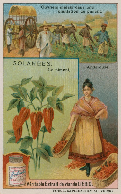 Pimento pepper  de European School