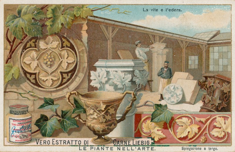 As plantas na arte, cartão Liebig, início do século XX (cromo) de European School