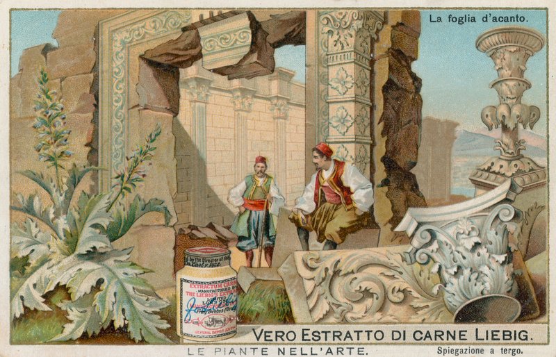 As plantas na arte, cartão Liebig, início do século XX (cromo) de European School