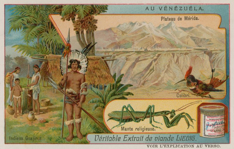Planalto de Mirida com beija-flor e louva-deus e índios wayu de European School