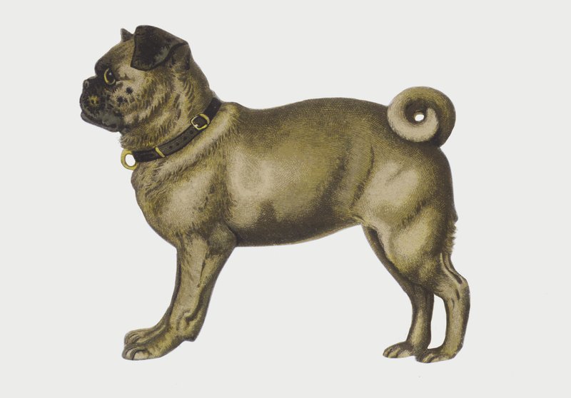 Retrato de um cão pug (cromolito) de European School