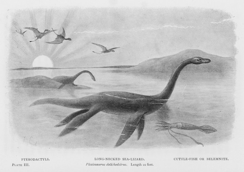 Pterodáctilo, Lagarto do Mar de Pescoço Longo, Plesiosiossauro dolichodeirus, Comprimento 22 pés, Cuttle-Fish ou Belemnite (litho) de European School