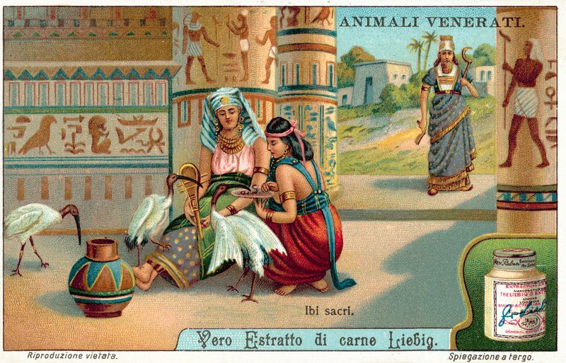 ibis sagrado no Antigo Egipto (chromolitho) de European School