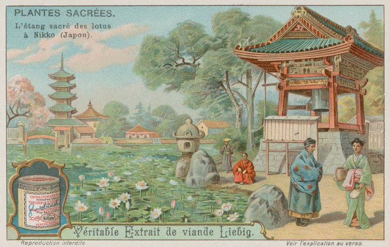 Lagoa de flor de lótus sagrado em Nikko, Japão de European School